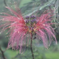 Calliandra houstoniana var. calothyrsus (Meisn.) Barneby